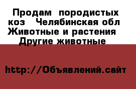 Продам  породистых коз - Челябинская обл. Животные и растения » Другие животные   
